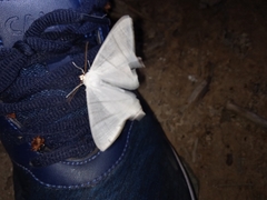 Ourapteryx caschmirensis