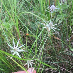 Eryngium hookeri