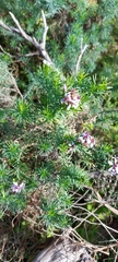 Olearia glutinosa