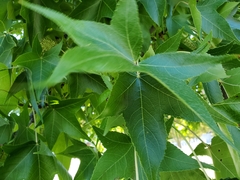 Liquidambar styraciflua