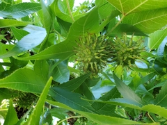 Liquidambar styraciflua