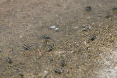 Cicindela haemorrhagica
