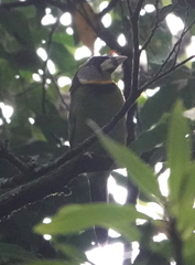 Psilopogon pyrolophus