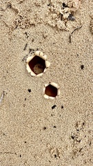 Peziza ammophila