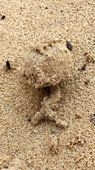 Peziza ammophila