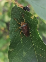 Acanthosoma denticaudum