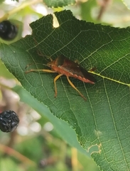 Acanthosoma denticaudum