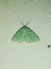 Thetidia crucigerata