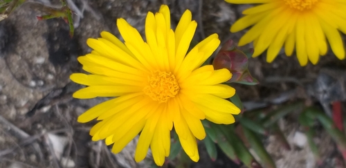 Image of Lampranthus fergusoniae by (c) kevin koen, some rights reserved (CC BY-SA)