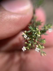 Galium humifusum