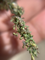 Galium humifusum