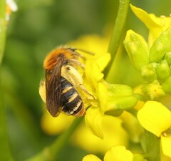 Andrena lagopus