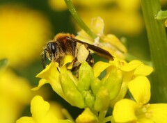 Andrena lagopus