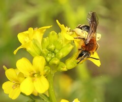 Andrena lagopus