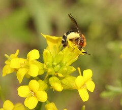 Andrena lagopus