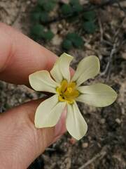 Moraea vallisbelli