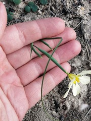 Moraea vallisbelli