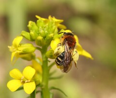 Andrena lagopus
