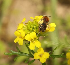 Andrena lagopus