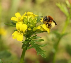 Andrena lagopus