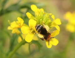 Andrena lagopus