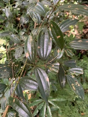 Cinnamomum subavenium