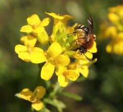 Andrena lagopus
