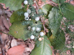Asparagus acutifolius