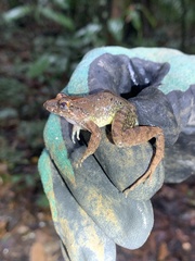 Leptodactylus leptodactyloides