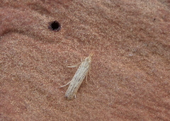 Holcopogon bubulcellus