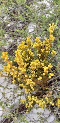 Thesium ericifolium