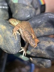 Leptodactylus leptodactyloides