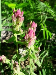 Castilleja rubra