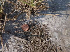 Cicindela willistoni echo