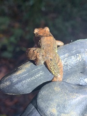 Leptodactylus leptodactyloides