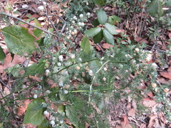 Asparagus acutifolius