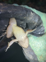 Leptodactylus leptodactyloides