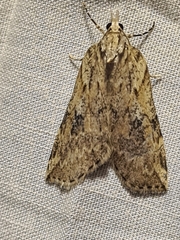 Neoteristis paraphanes