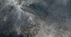 Lethrinidae