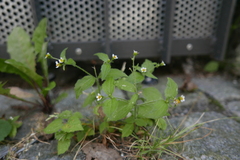 Galinsoga quadriradiata