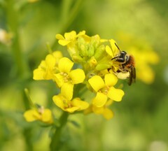 Andrena lagopus