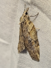 Neoteristis paraphanes