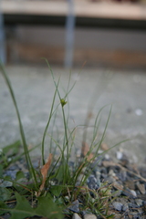Juncus