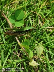 Acrididae