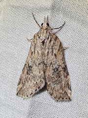 Neoteristis paraphanes