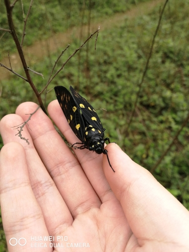 Speckled Black Cicada