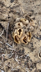 Peziza ammophila
