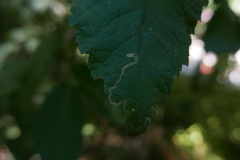 Stigmella ulmivora