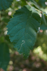 Stigmella ulmivora