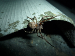Larinioides ixobolus